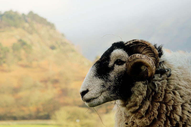 Happy mountain ram stands in the countryside. Original public domain image from Wikimedia Commons