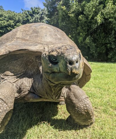 Jonathan the tortoise celebrates 190th birthday