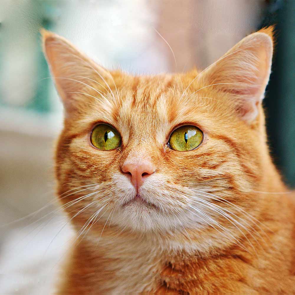 Are cats real?
